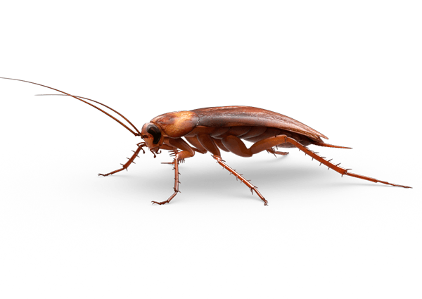 Ahuyentador Repelente Electrónico Ratones Cucarachas Bichos