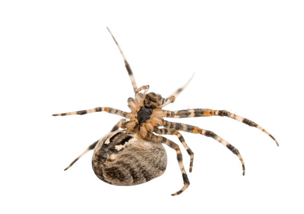Araña de Jardín (Araneus diadematus)