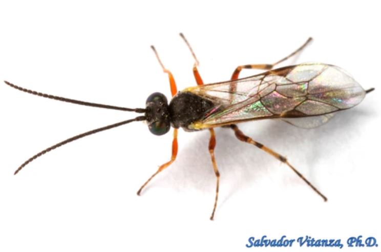 Avispa de Cintura Fina (Ichneumonidae)