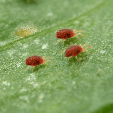 Cochinilla Roja de Palmera