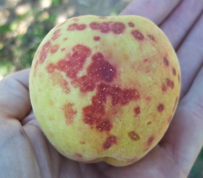 Eliminar Piojo de San José