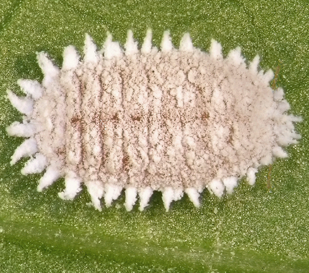 Eliminar la Cochinilla de la Viña