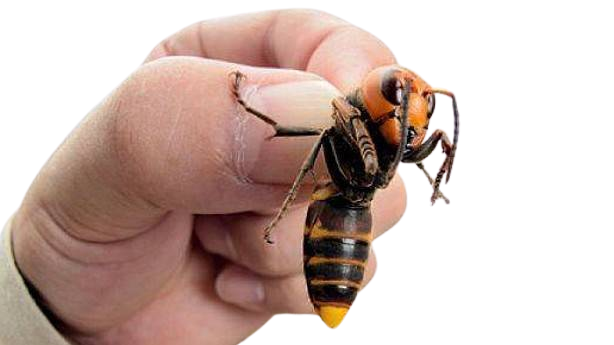 avispa asiatica gigante