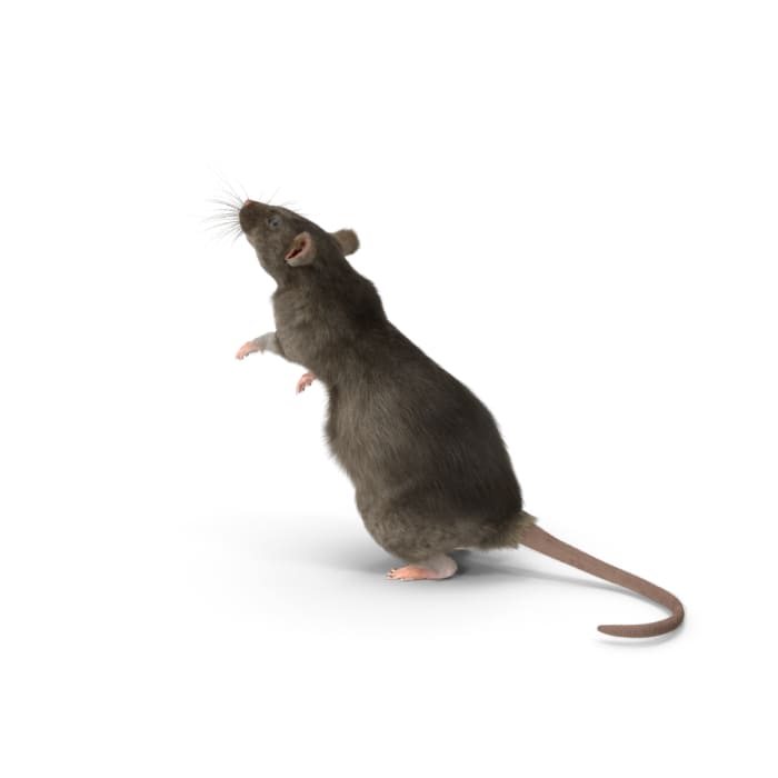 Ahuyentador De Ratas Y Ratones