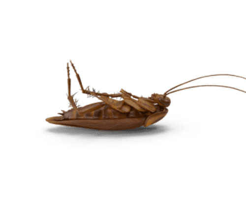 cucaracha muerta grande