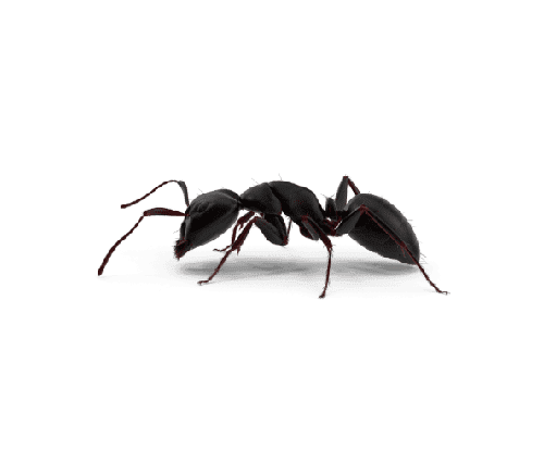 hormiga png
