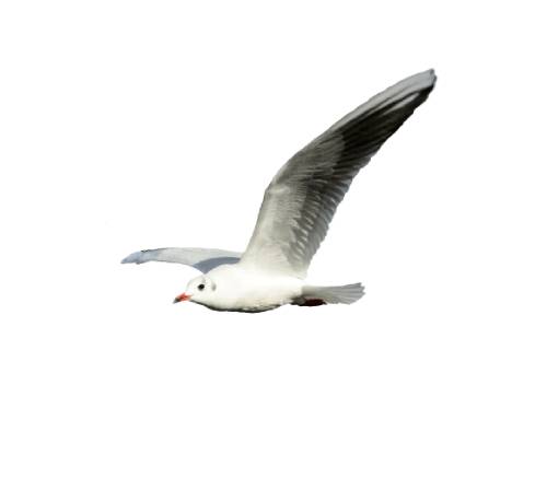 gaviota png