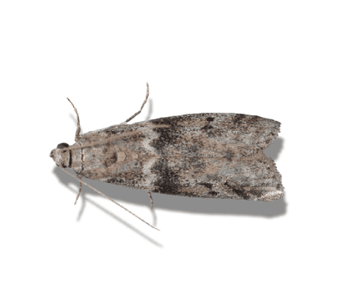 polilla de la harina
