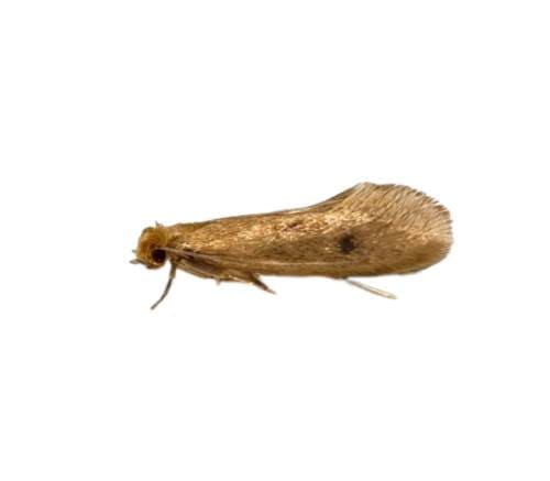 polilla de la ropa
