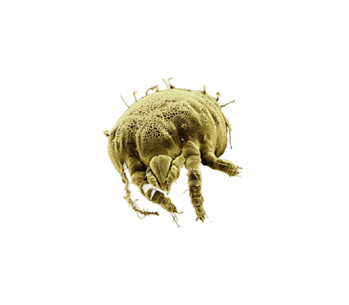 Ácaros: qué son y cómo eliminar esta plaga