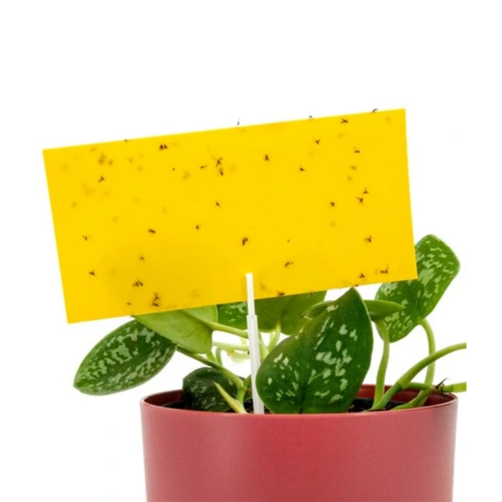 Panko - Trampa Maceta y Huerto pulgón mosca