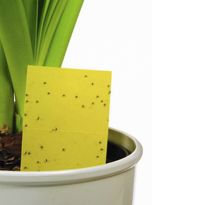 Panko - Trampa Maceta y Huerto pulgón mosca