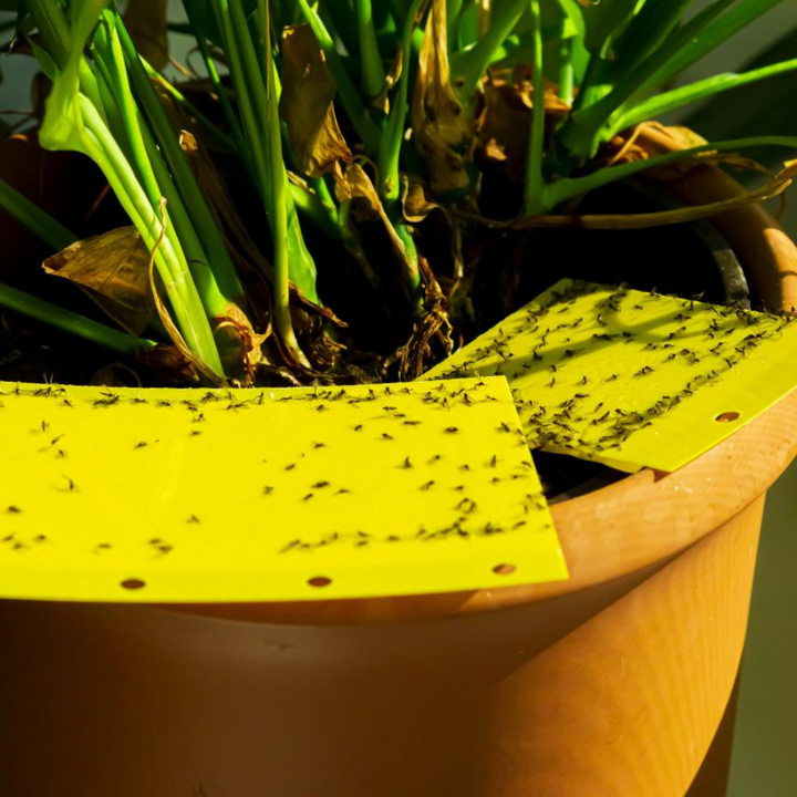 Panko - Trampa Maceta y Huerto pulgón mosca