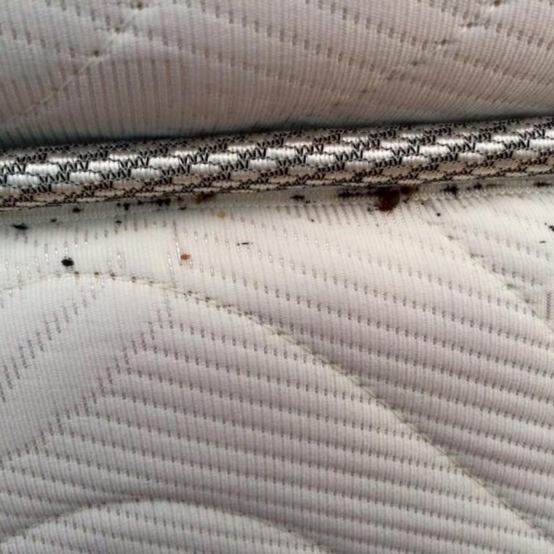 Bluestar Cimex – Detector de Chinches Reacción Luminosa con Hemoglobina