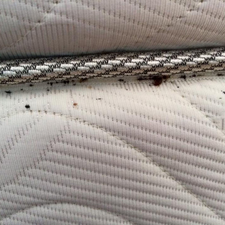 Bluestar Cimex – Detector de Chinches Reacción Luminosa con Hemoglobina