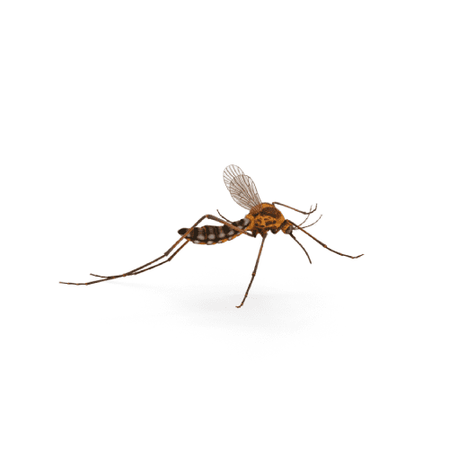 Cómo eliminar definitivamente los mosquitos en casa