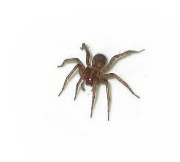 Araña Doméstica (Tegenaria domestica)
