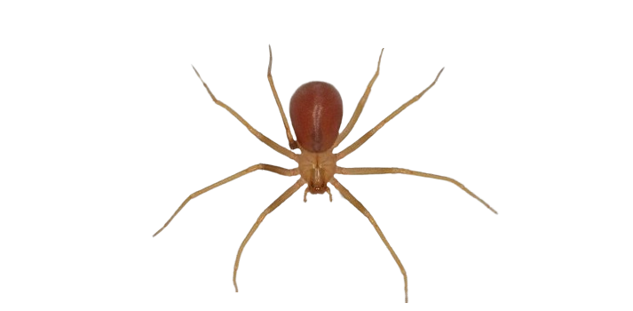 Araña Reclusa Parda Mediterránea (Loxosceles Rufescens)