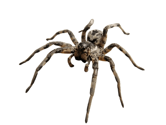 Araña Lobo o (Lycosa Tarantula)