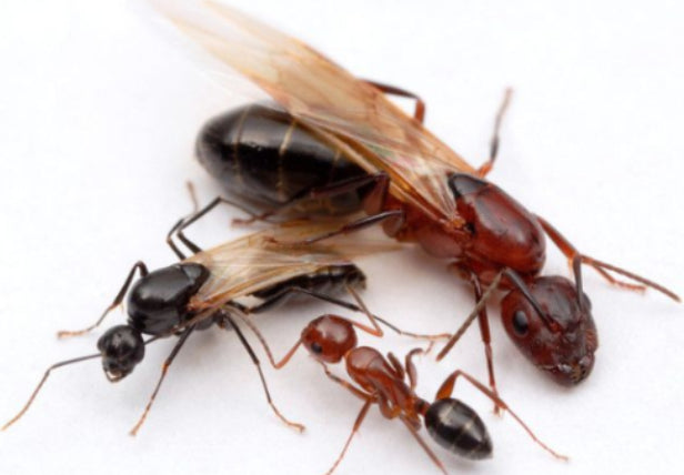 Tipos de Hormigas Voladoras en España
