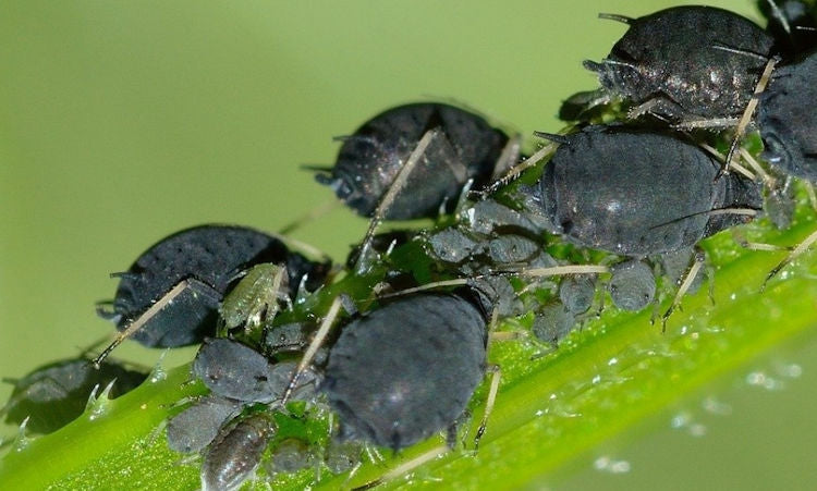 Cómo Eliminar el Pulgón Negro de tus Plantas | En 24h – Multiplag ...