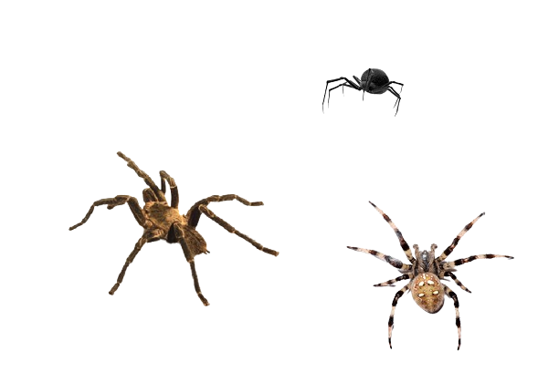 Tipos de Arañas en España