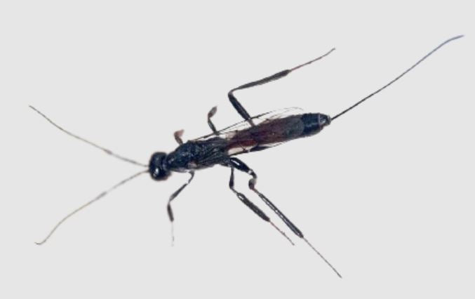 Avispa Parasitoide (Braconidae)