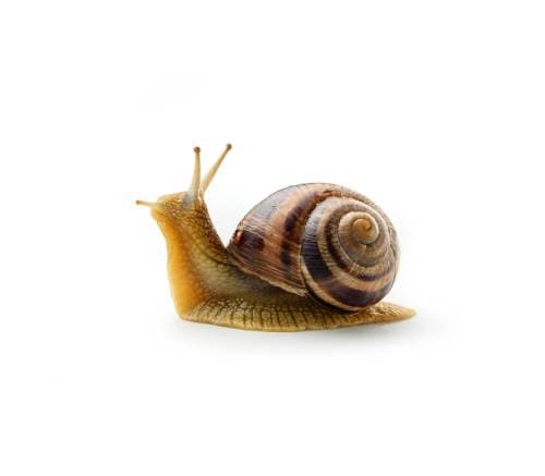 caracol lateral png