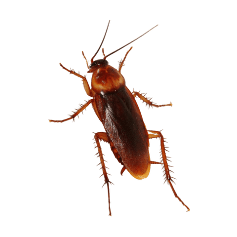 Todo lo que necesitas saber sobre la Cucaracha Americana y cómo combatirla