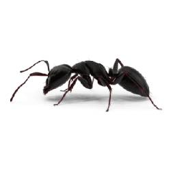 hormiga fondo blanco