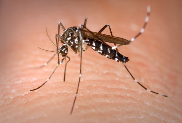 Mosquito Tigre: Características, Hábitat y Eliminación