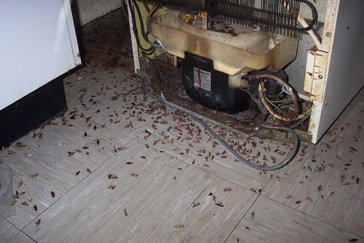 nido de cucarachas plaga