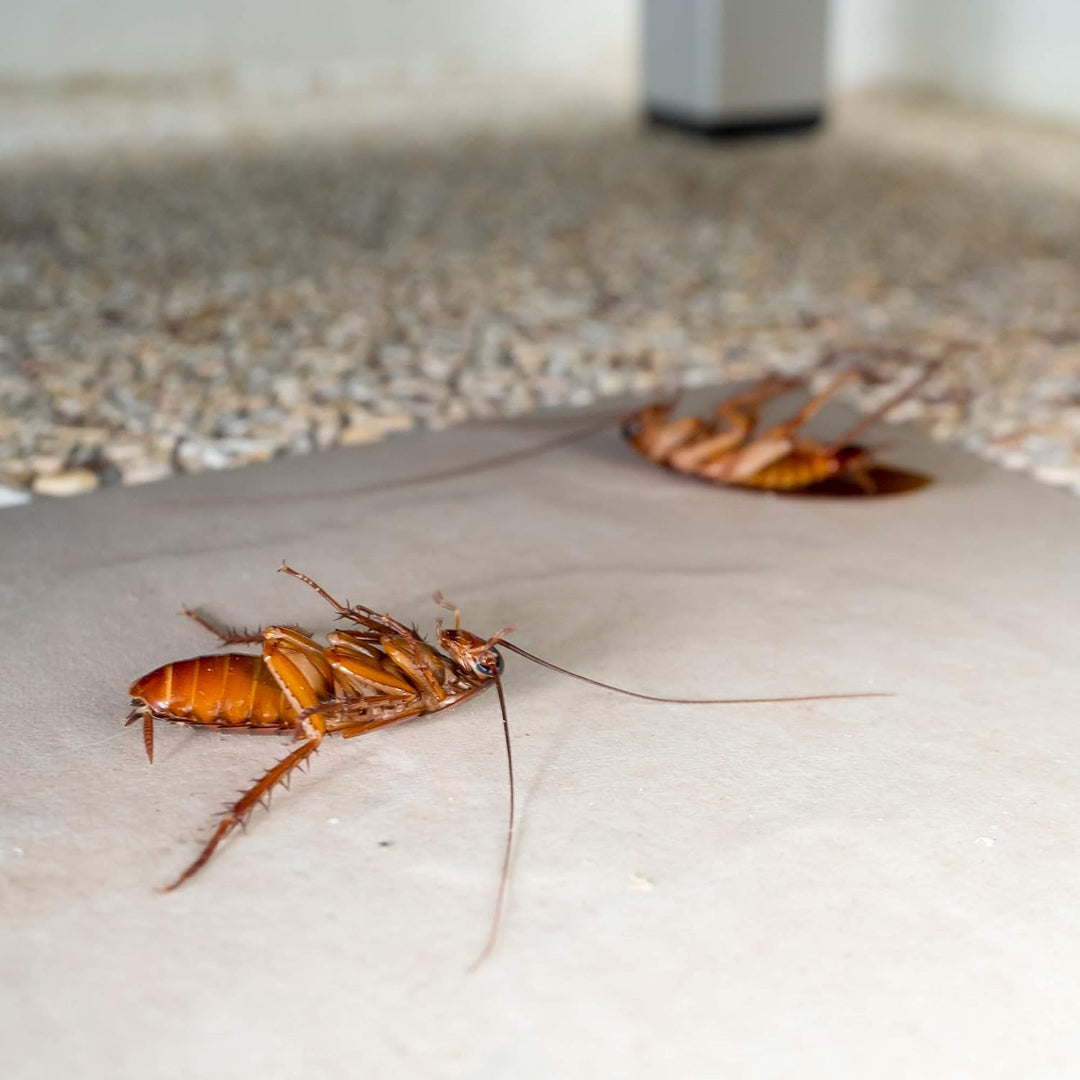 Protect Home - Gel Anti Cucarachas