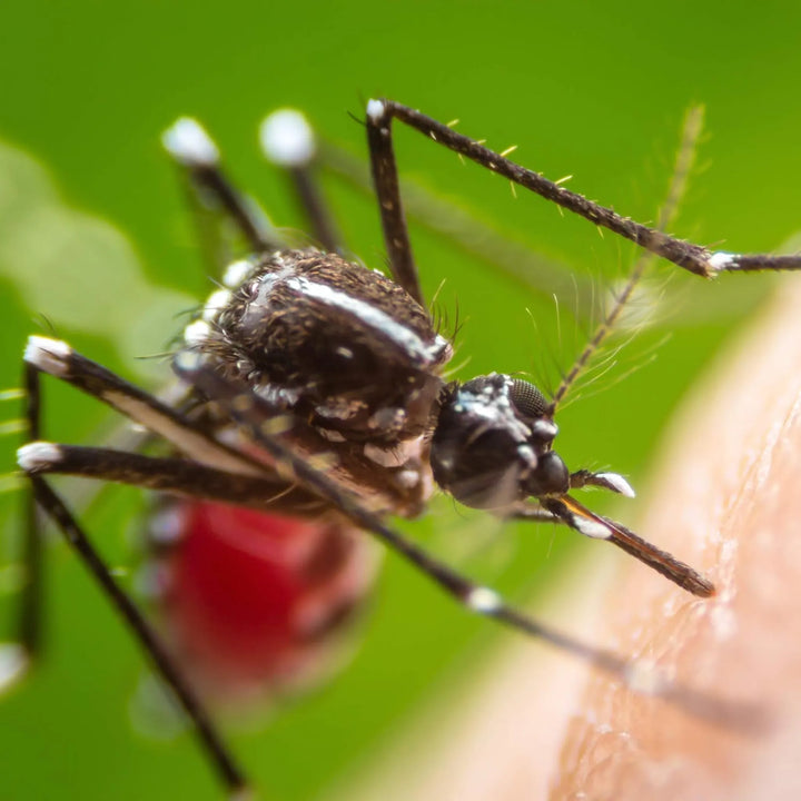 Insecticida de 500 ml persistente para exterior para eliminar los mosquitos.