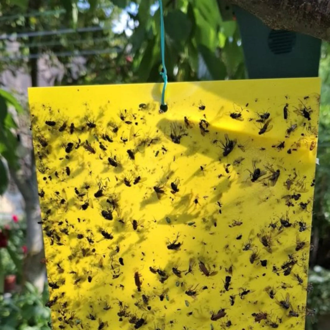Sistema adhesivo resistente para huertos, jardines e invernaderos Preben para la captura de Mosca Blanca, Pulgones, Trips y Mosquitos