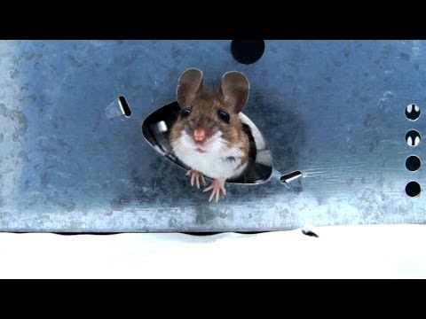 Remi - Trampa Multicaptura Para Ratones